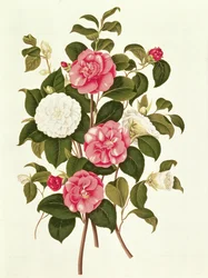Camellia (Double White and Striped) from A Monograph on the Genus of the Camellia